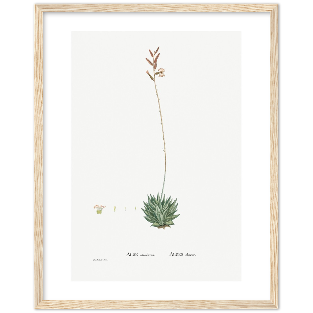 Framed Aloe Botanical Poster