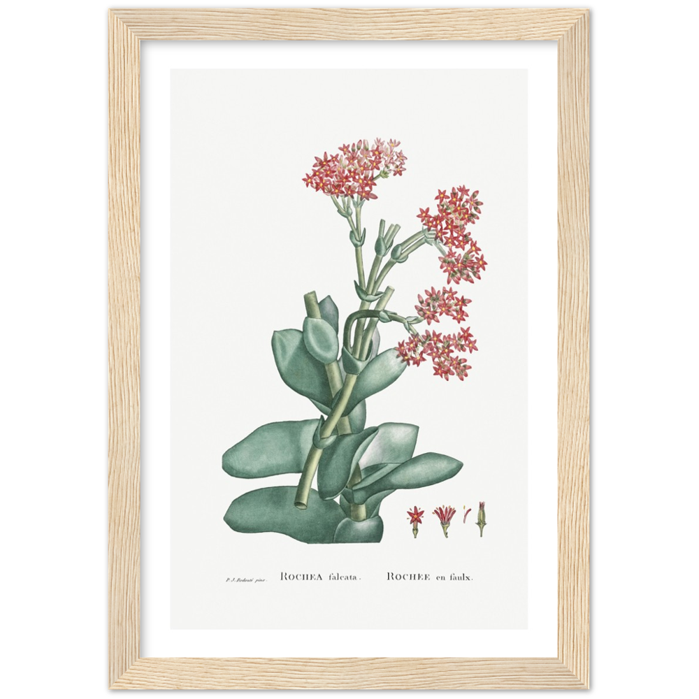 Framed Rochea Botanical Poster