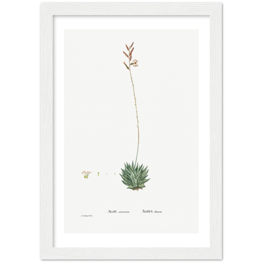 Framed Aloe Botanical Poster