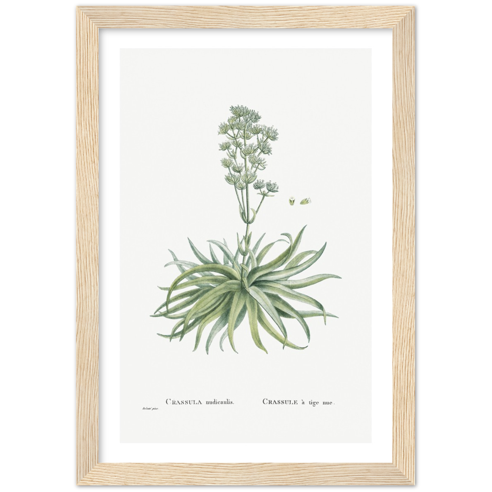 Framed Crassula Botanical Poster