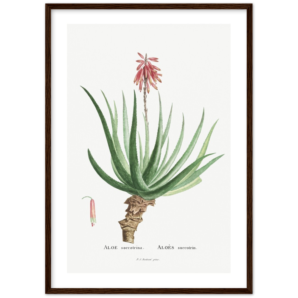 Framed Aloe Botanical Poster