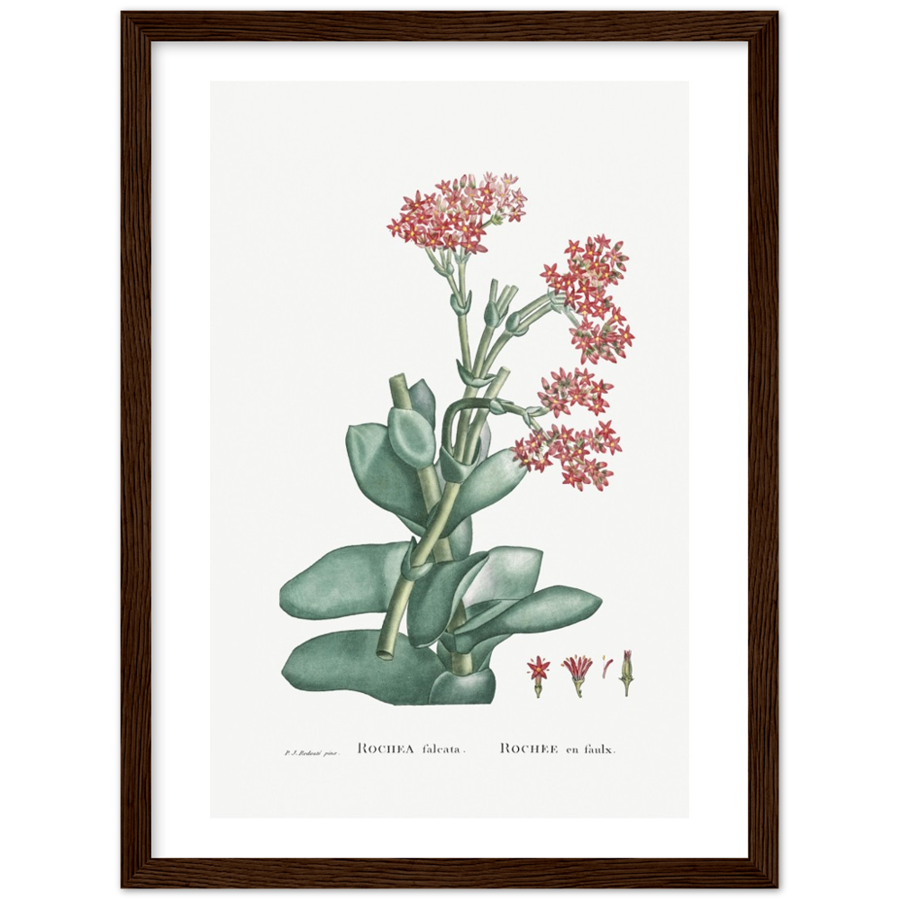 Framed Rochea Botanical Poster