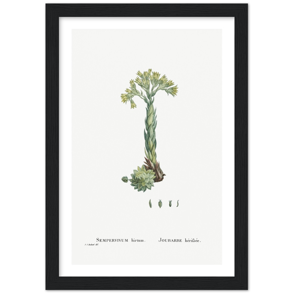 Framed Houseleek Botanical Poster
