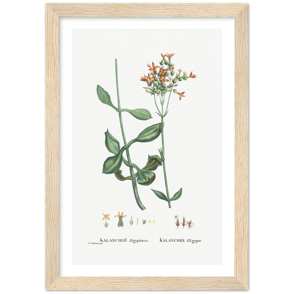 Framed Kalanchoe Botanical Poster