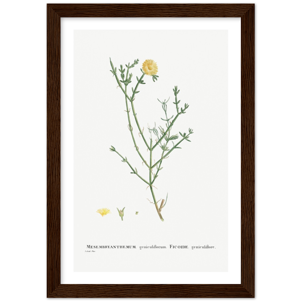 Framed Carpetweed Botanical Poster