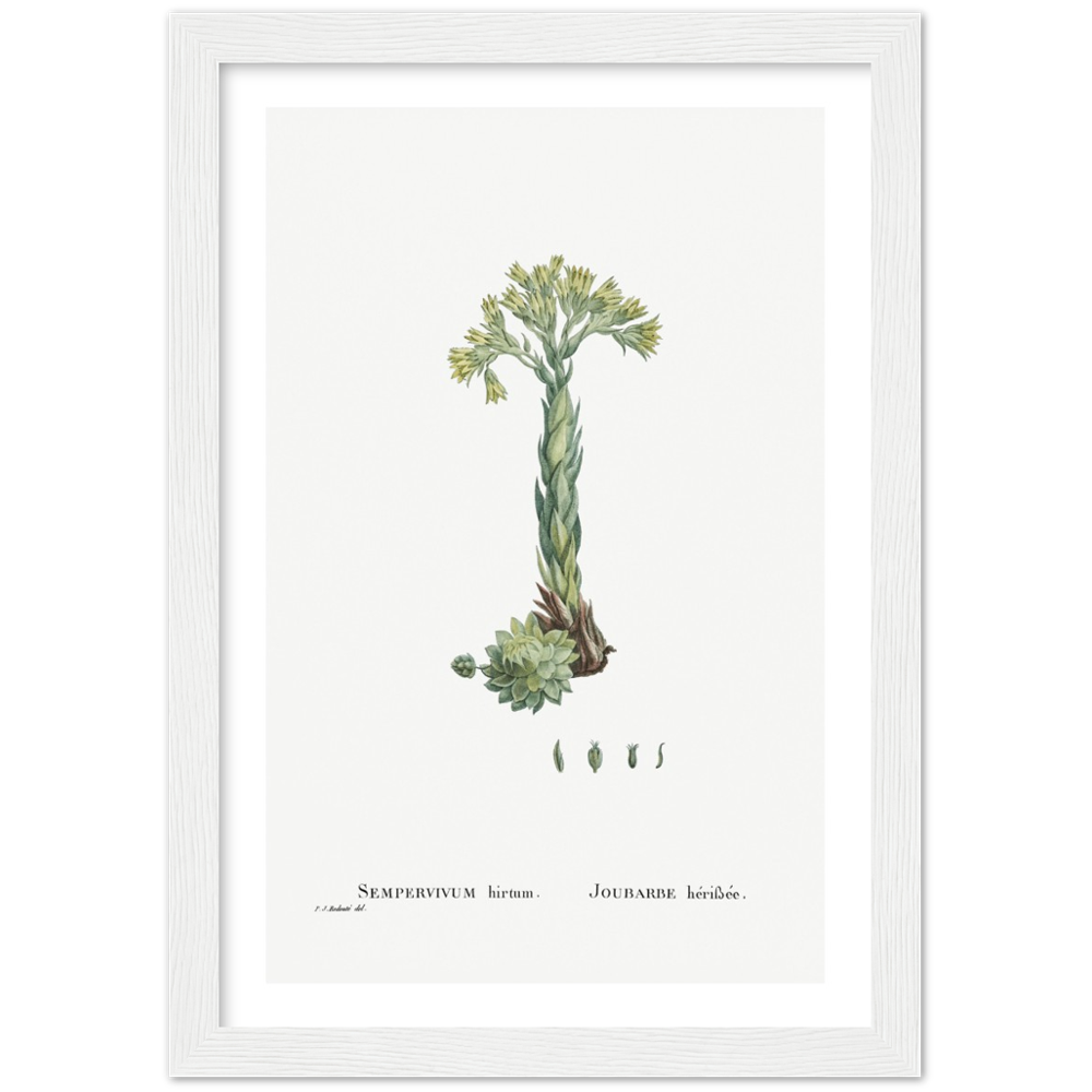 Framed Houseleek Botanical Poster