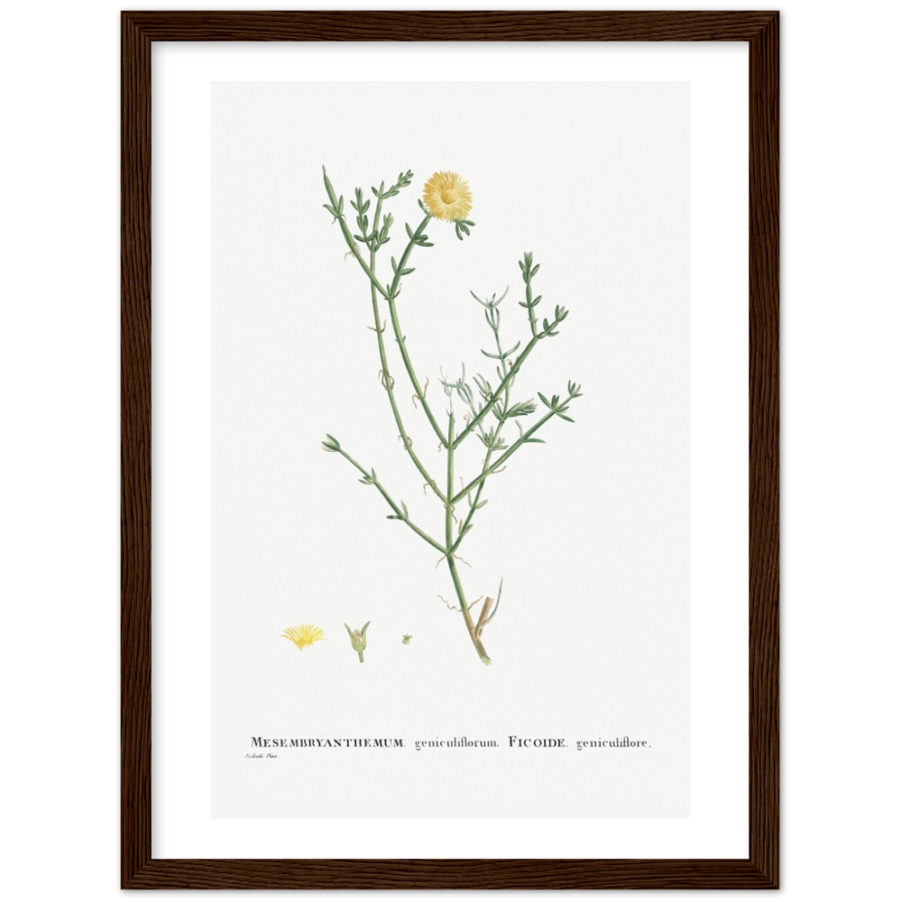 Framed Carpetweed Botanical Poster