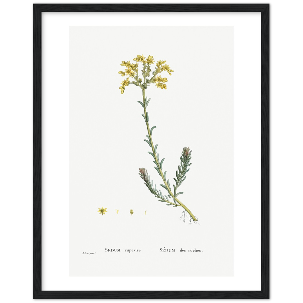 Framed Stonecrop Botanical Poster