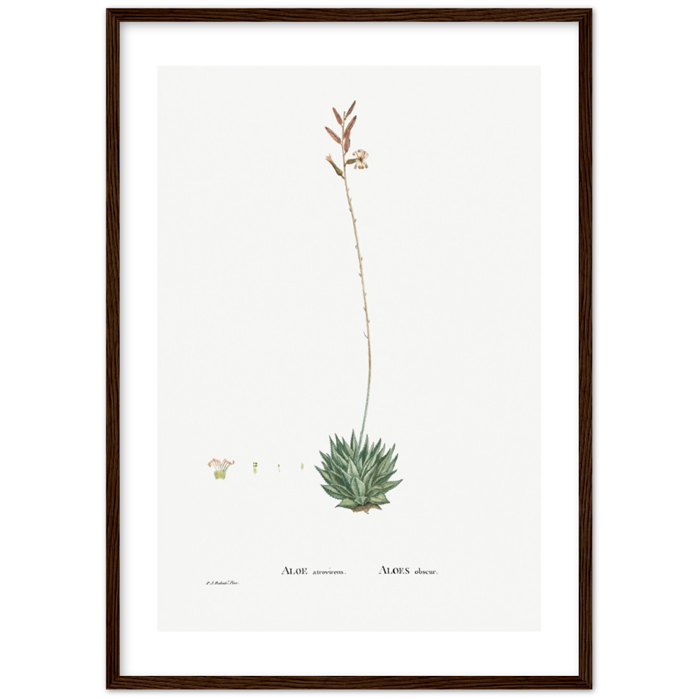 Framed Aloe Botanical Poster