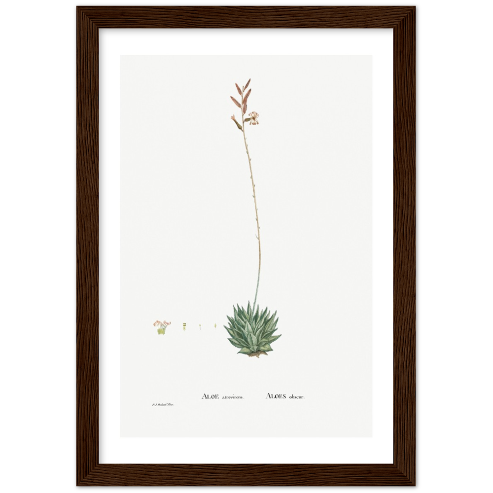 Framed Aloe Botanical Poster