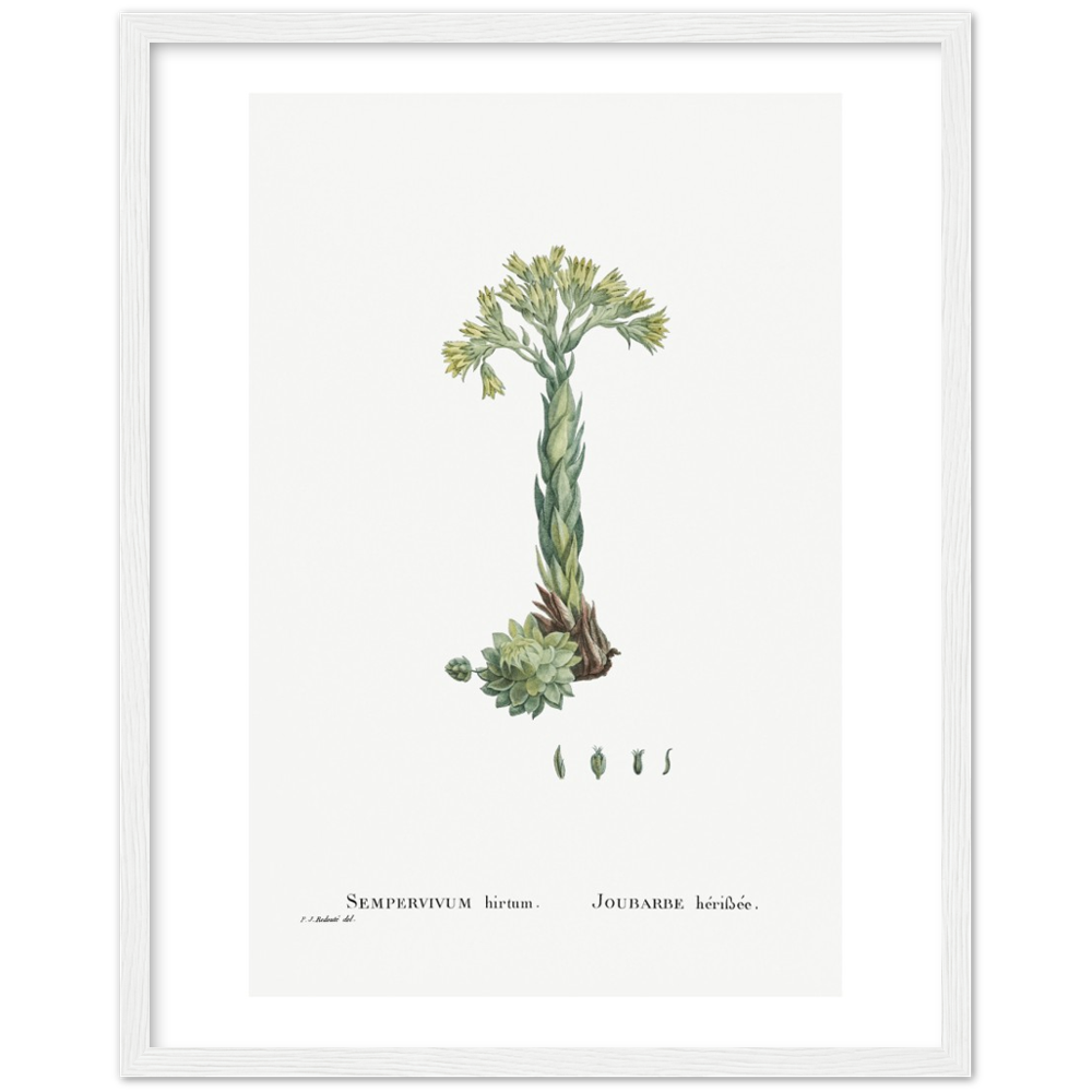 Framed Houseleek Botanical Poster