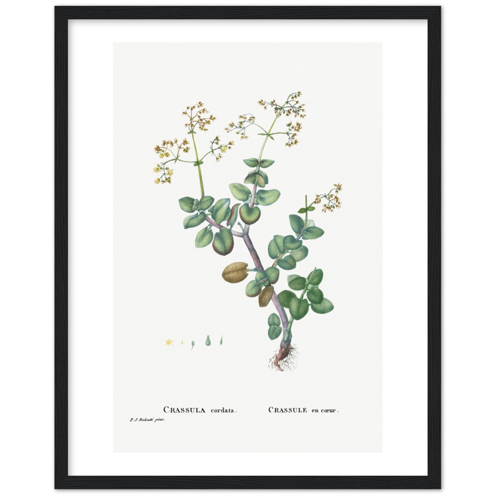 Framed Crassula Cordata Botanical Poster