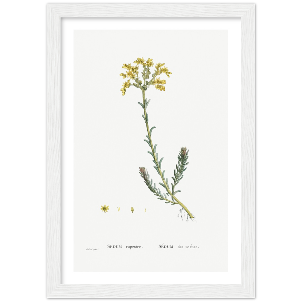 Framed Stonecrop Botanical Poster