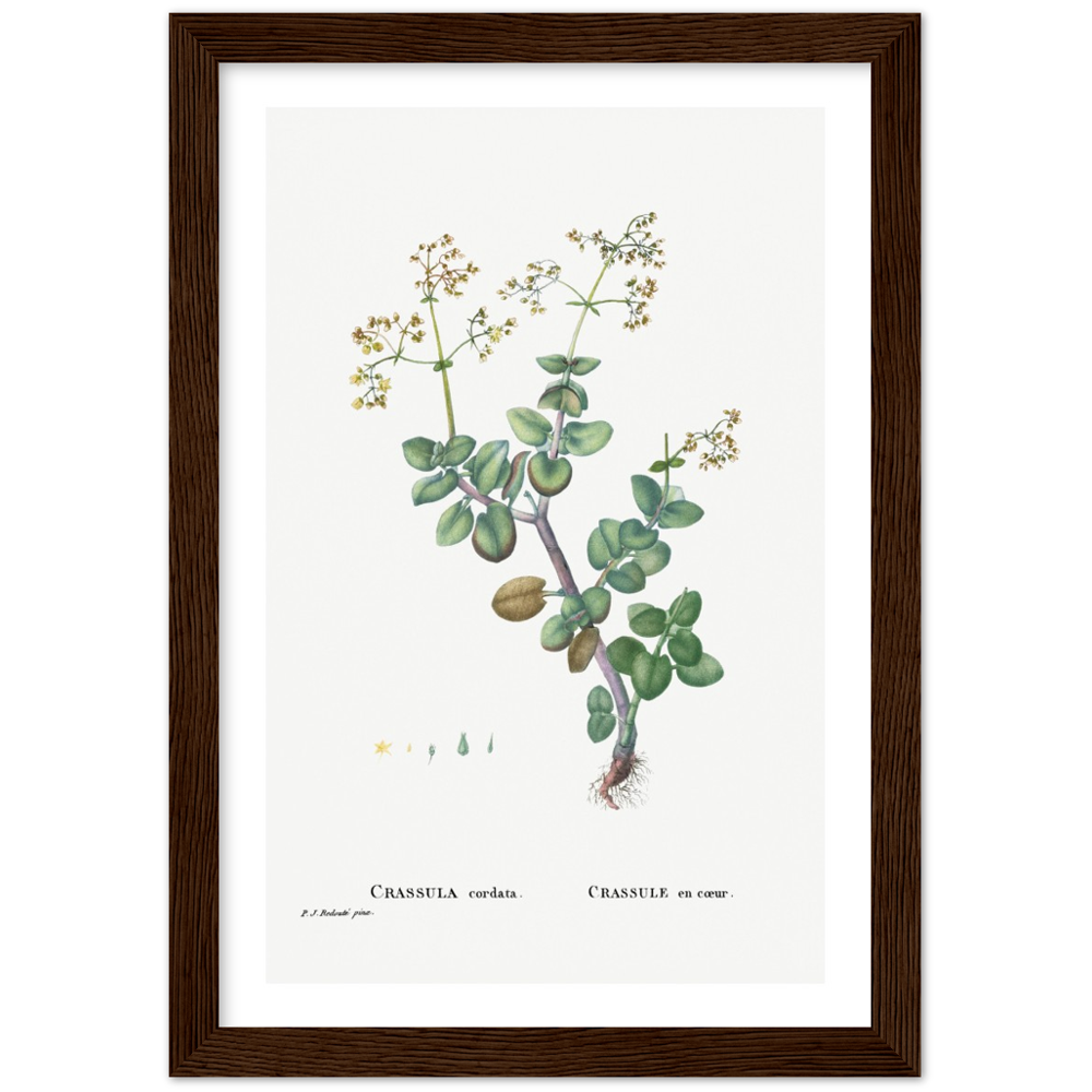 Framed Crassula Cordata Botanical Poster