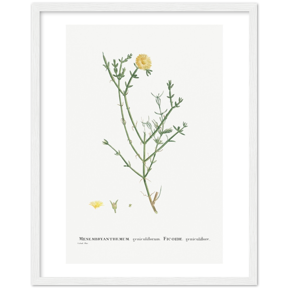 Framed Carpetweed Botanical Poster