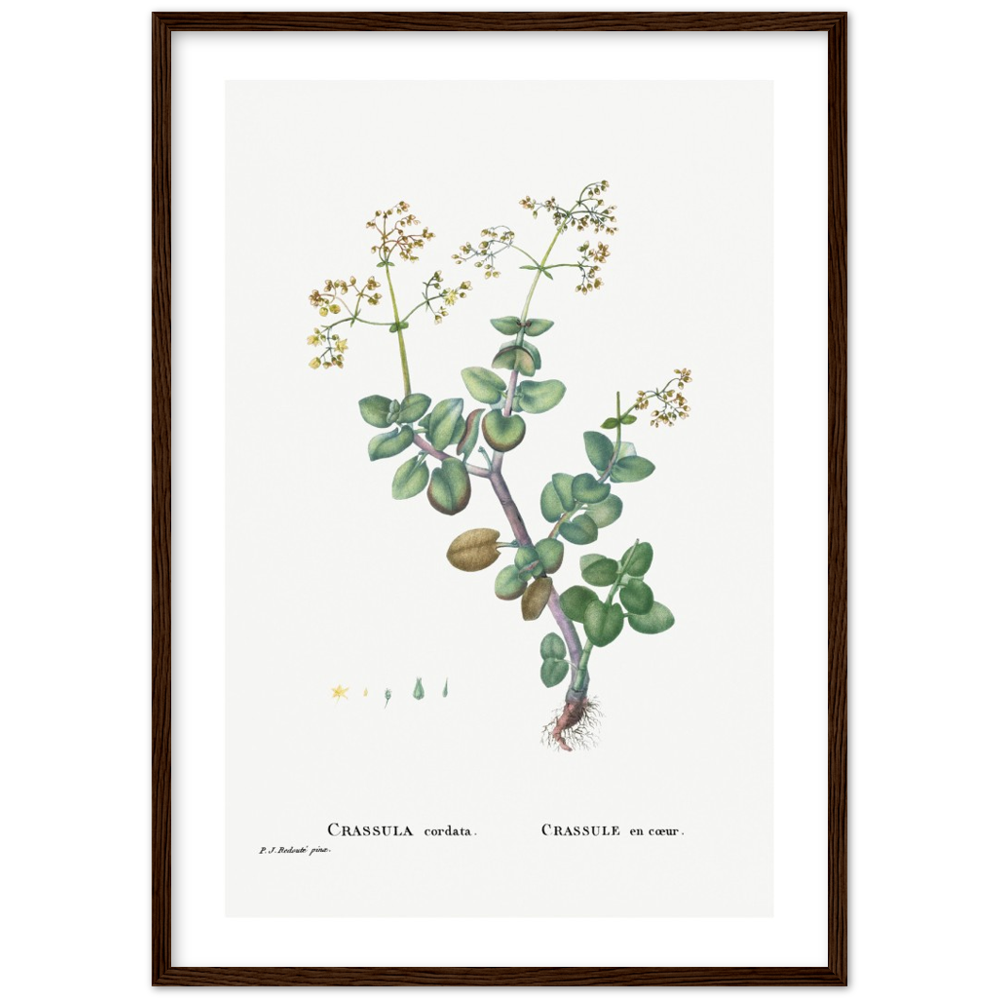 Framed Crassula Cordata Botanical Poster