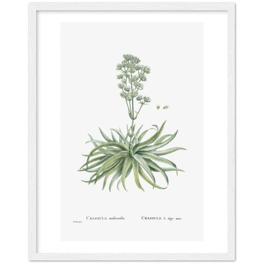 Framed Crassula Botanical Poster