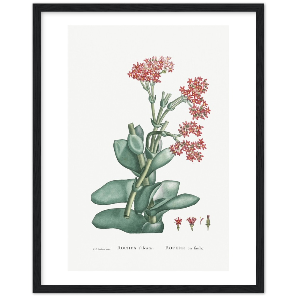 Framed Rochea Botanical Poster