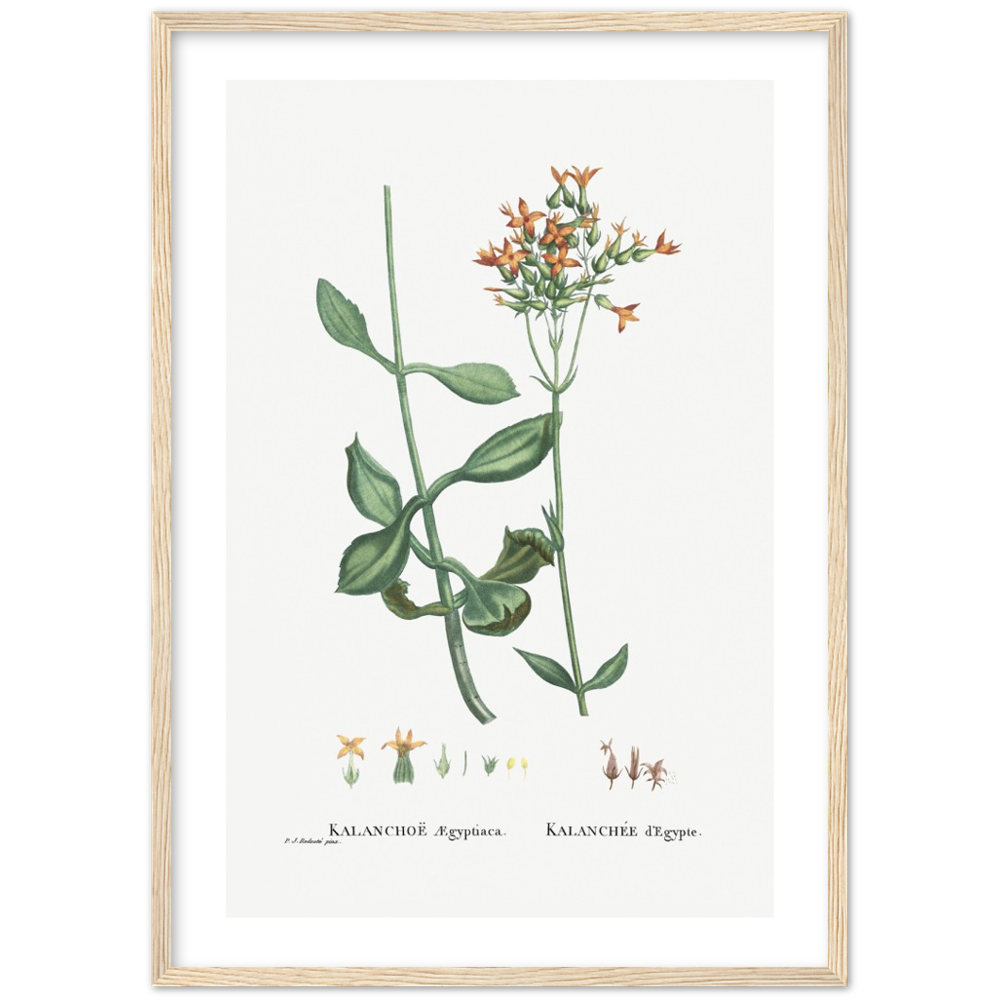 Framed Kalanchoe Botanical Poster