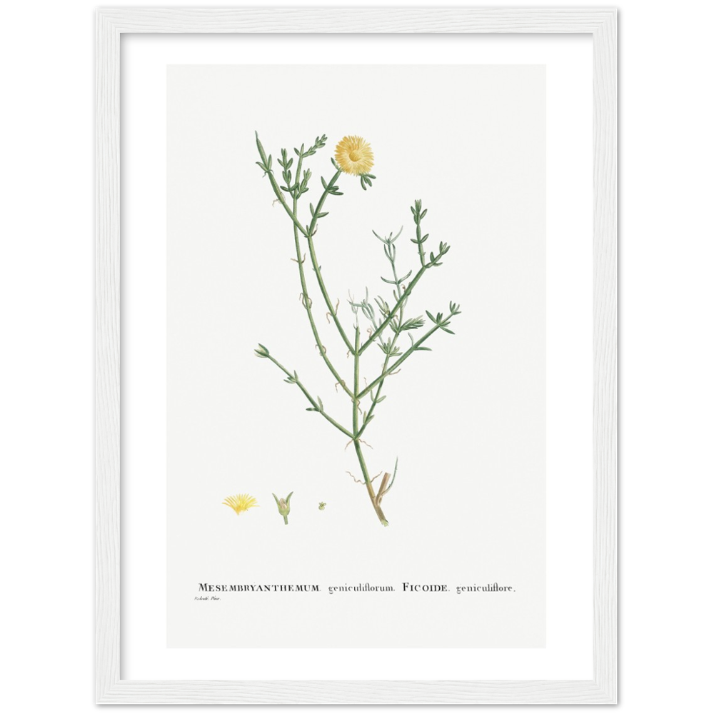 Framed Carpetweed Botanical Poster