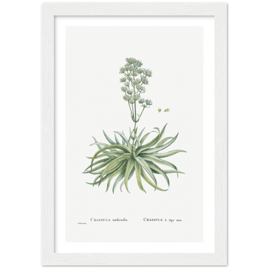 Framed Crassula Botanical Poster