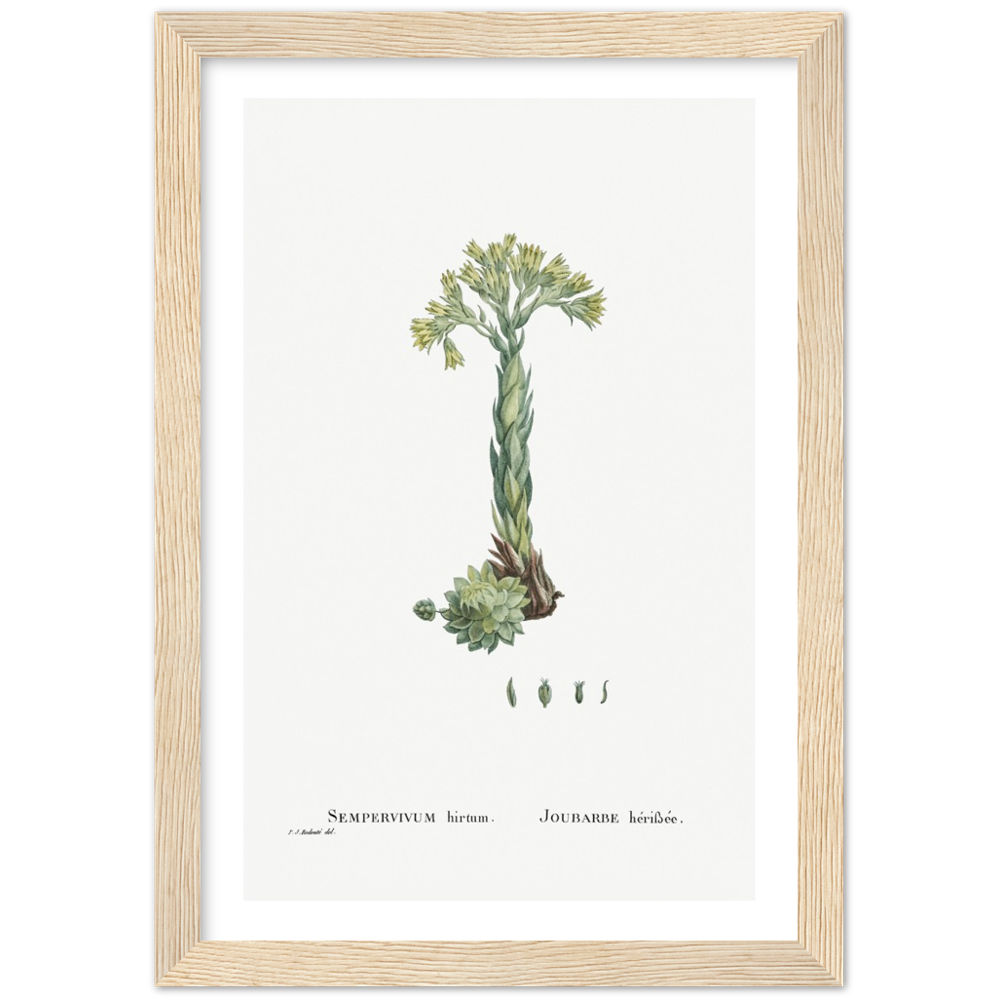 Framed Houseleek Botanical Poster