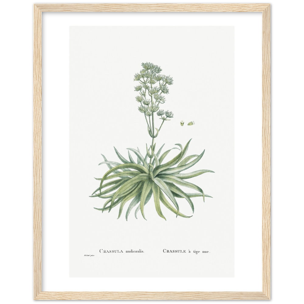 Framed Crassula Botanical Poster