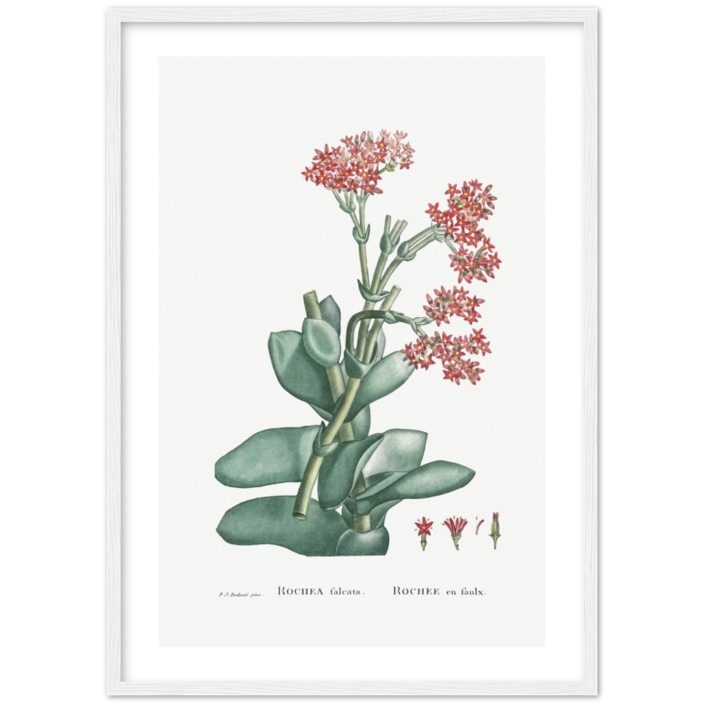 Framed Rochea Botanical Poster