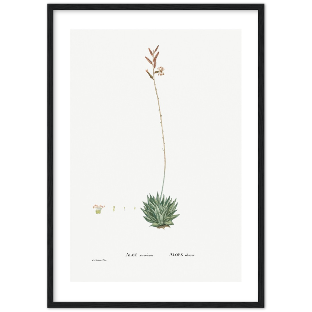 Framed Aloe Botanical Poster