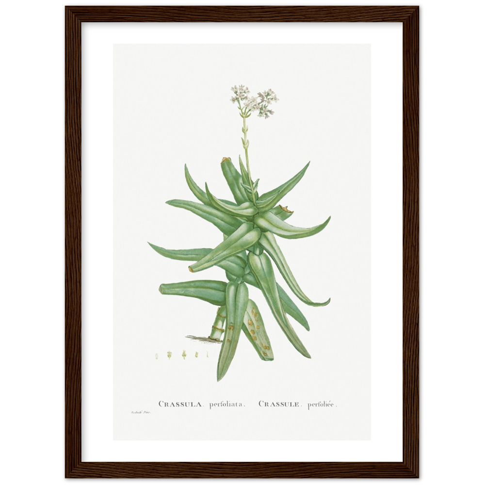 Framed Crassula Perfoliata Botanical Poster