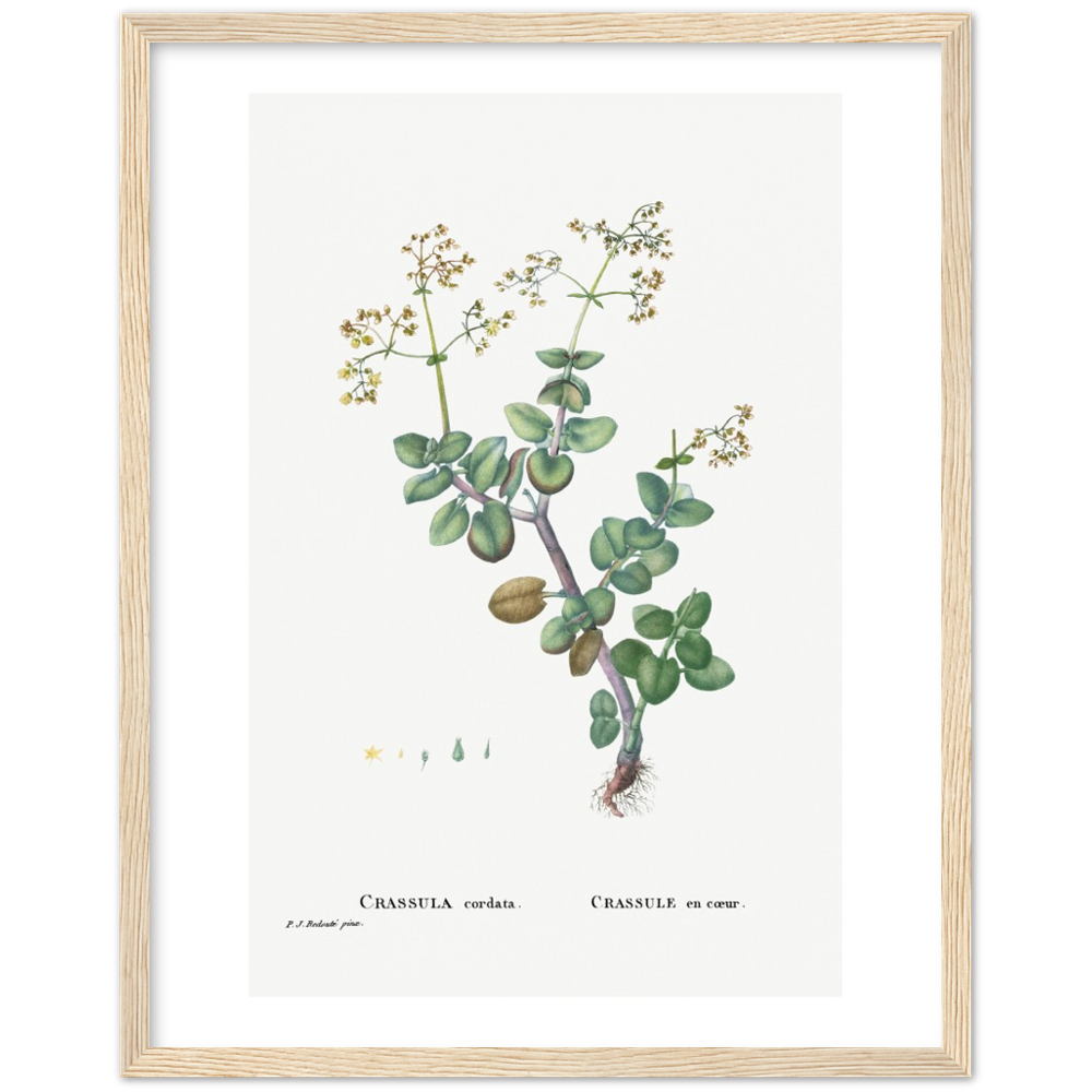 Framed Crassula Cordata Botanical Poster