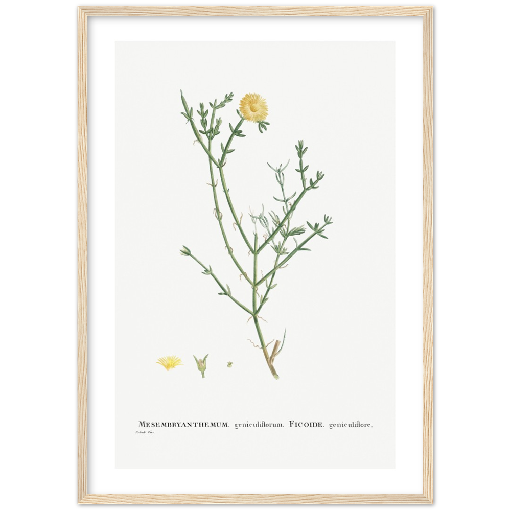 Framed Carpetweed Botanical Poster