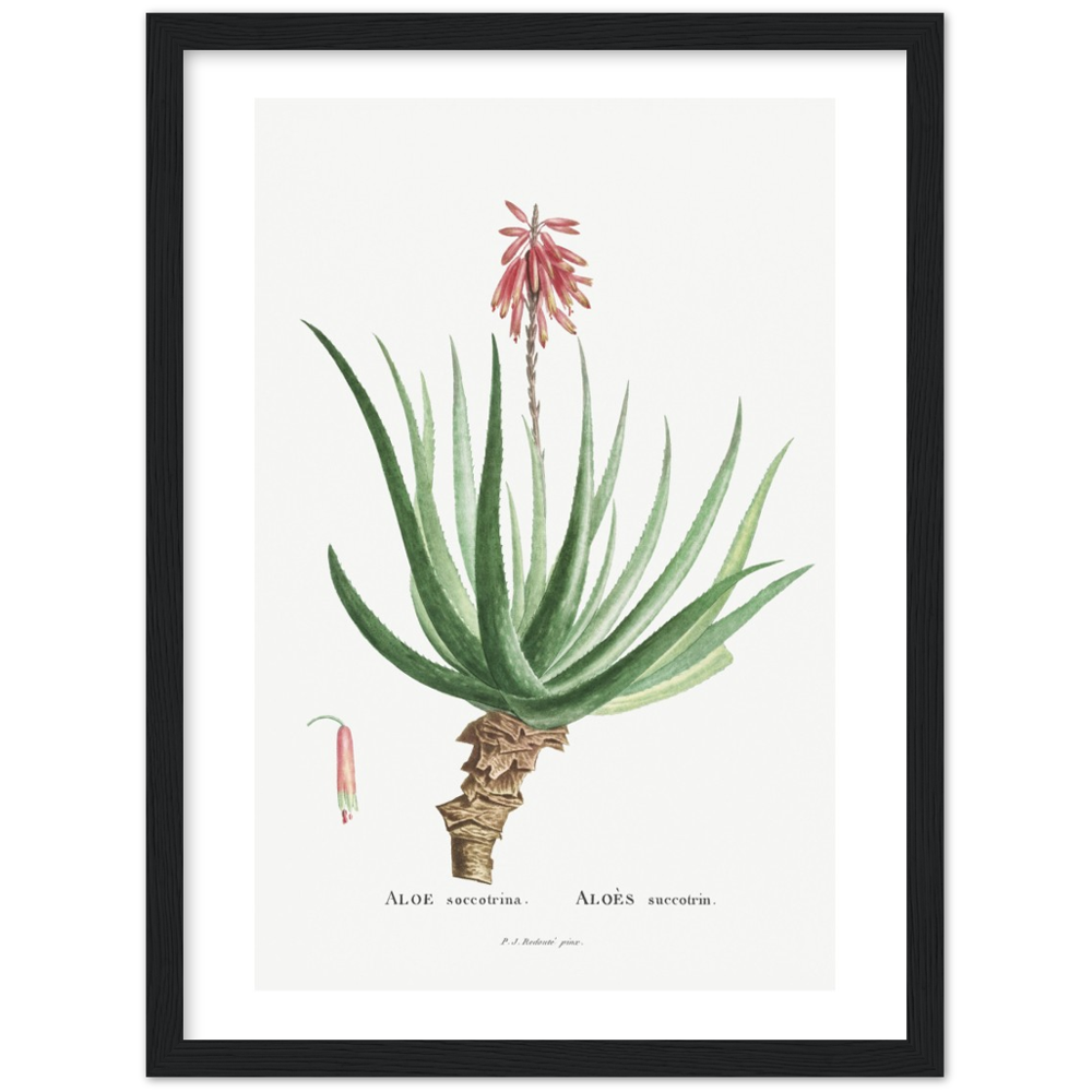 Framed Aloe Botanical Poster