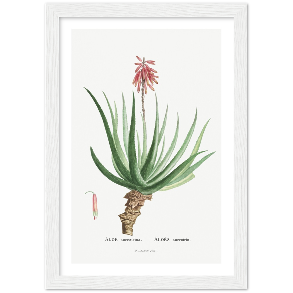 Framed Aloe Botanical Poster