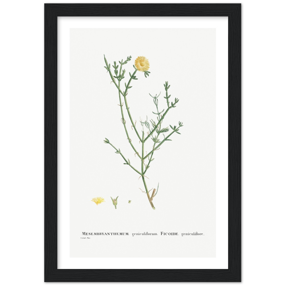 Framed Carpetweed Botanical Poster