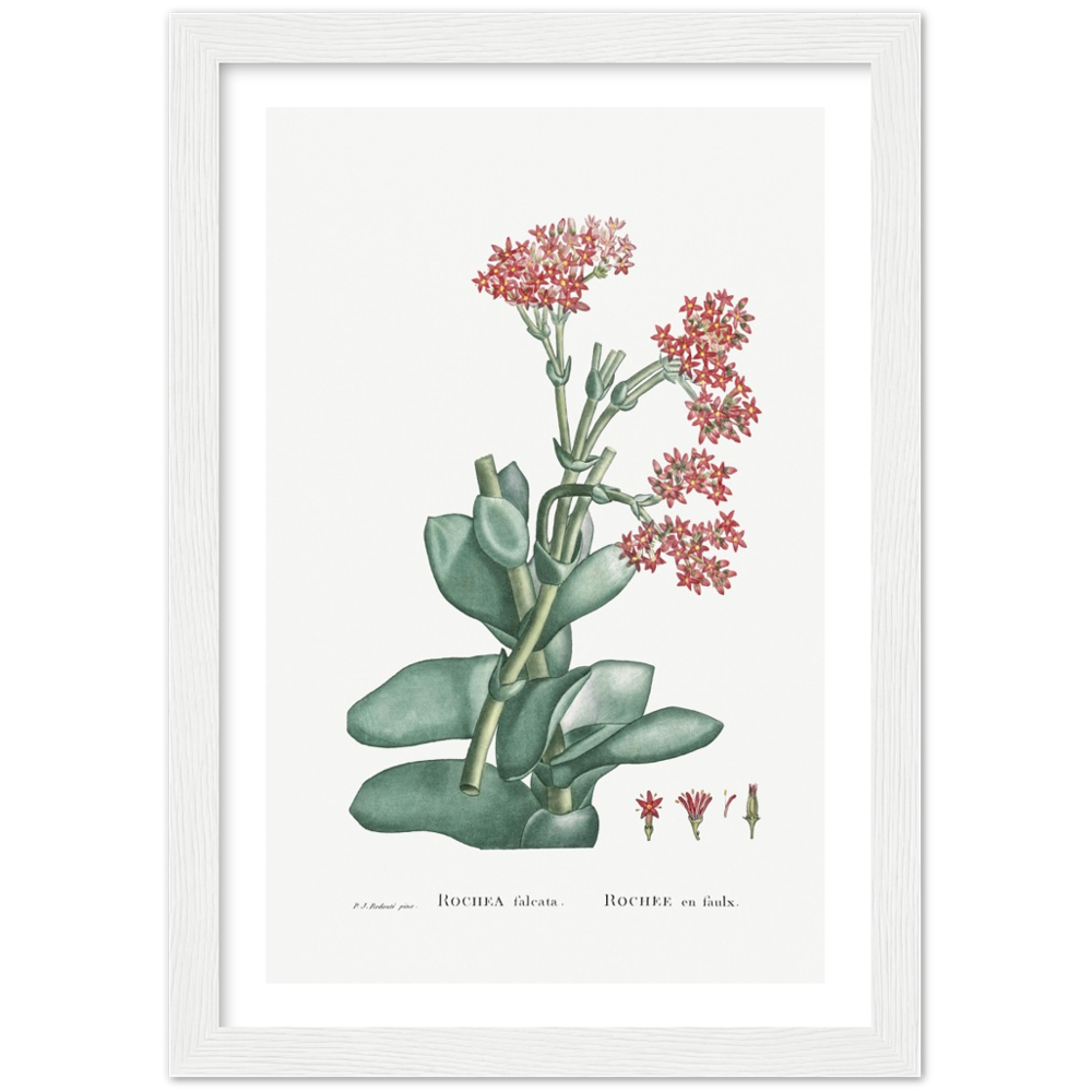 Framed Rochea Botanical Poster