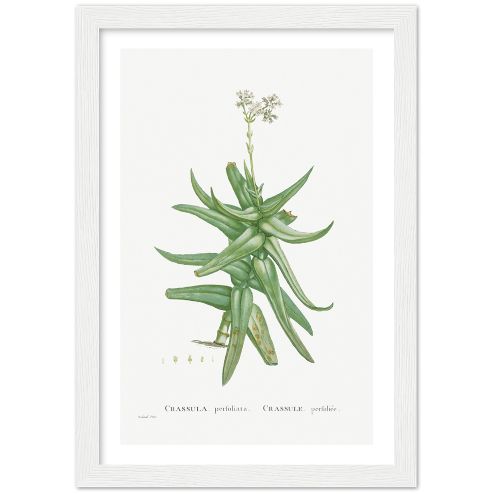 Framed Crassula Perfoliata Botanical Poster