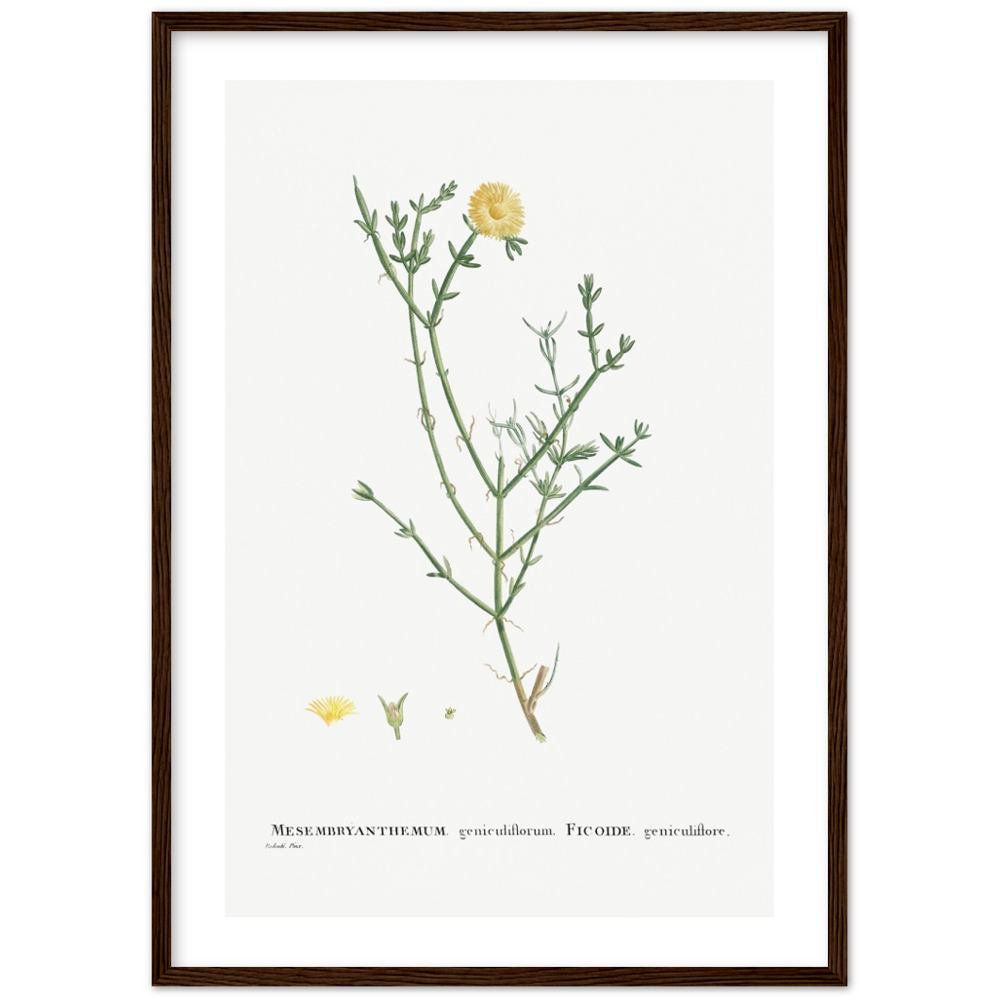 Framed Carpetweed Botanical Poster