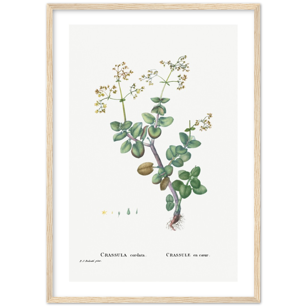 Framed Crassula Cordata Botanical Poster