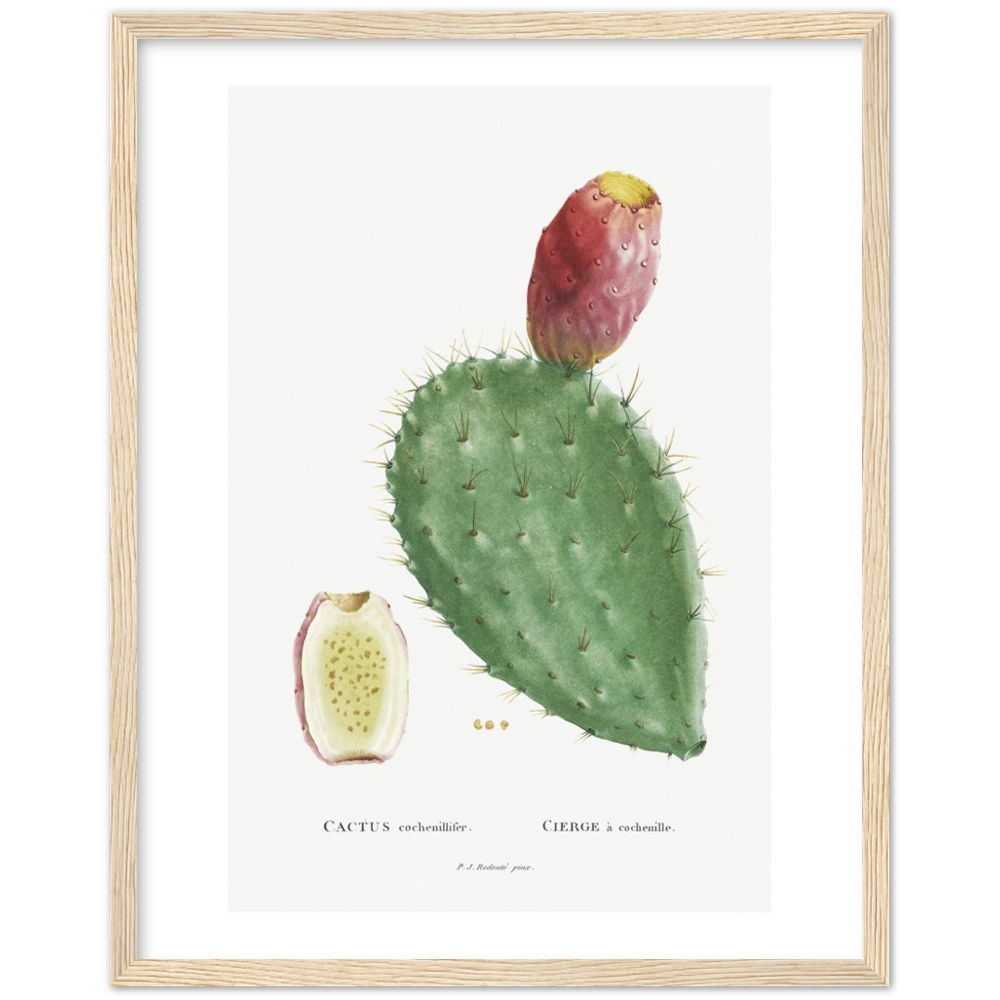 Framed Cactus Botanical Poster