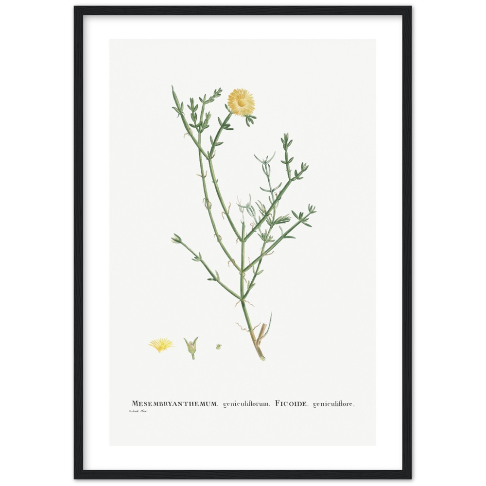 Framed Carpetweed Botanical Poster