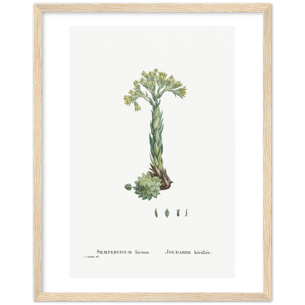 Framed Houseleek Botanical Poster