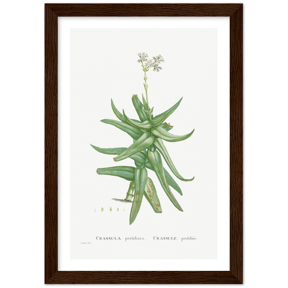 Framed Crassula Perfoliata Botanical Poster