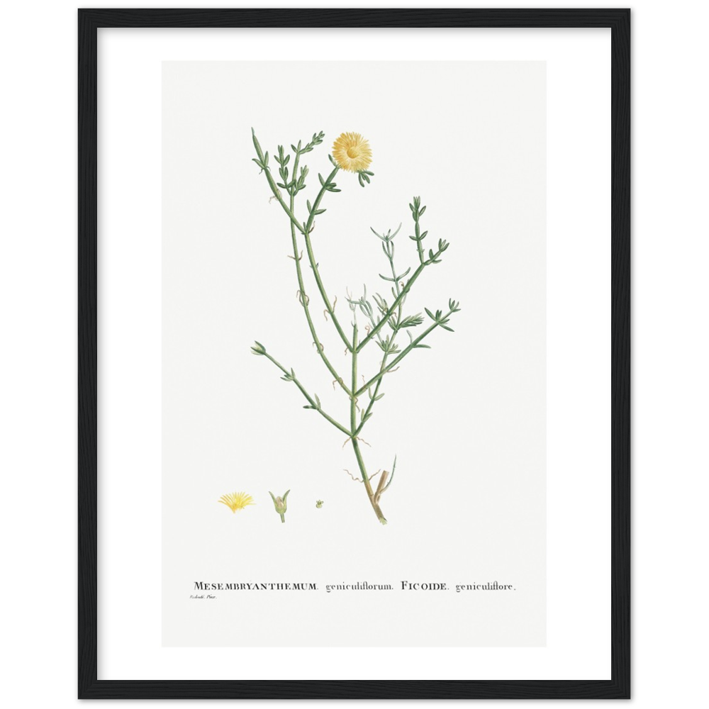 Framed Carpetweed Botanical Poster