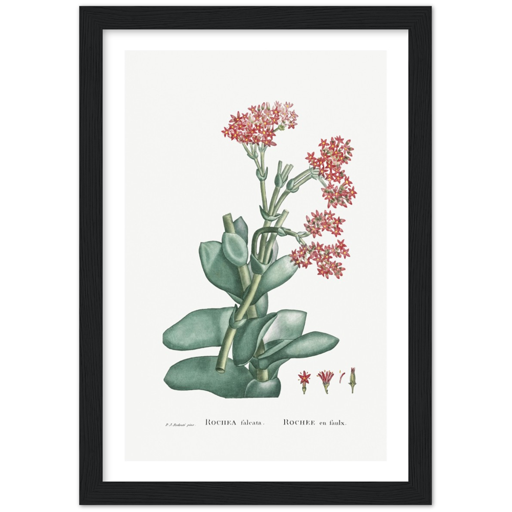 Framed Rochea Botanical Poster