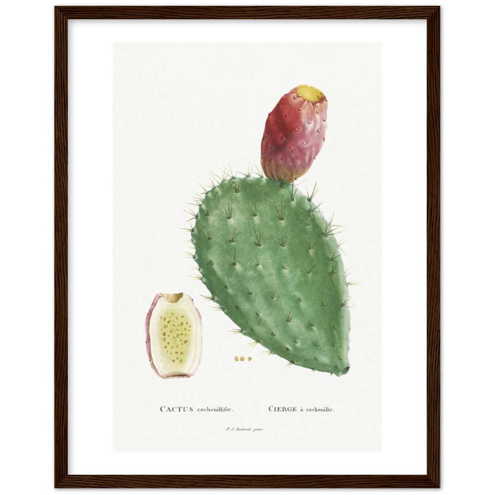 Framed Cactus Botanical Poster