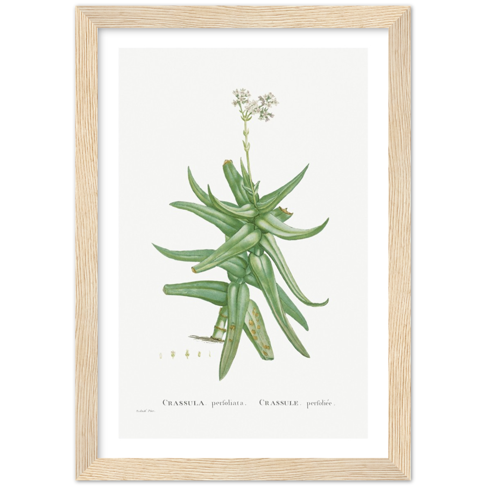 Framed Crassula Perfoliata Botanical Poster