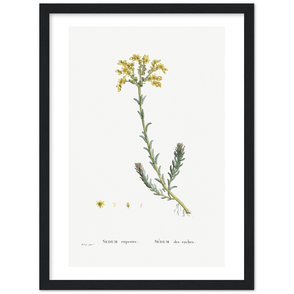 Framed Stonecrop Botanical Poster