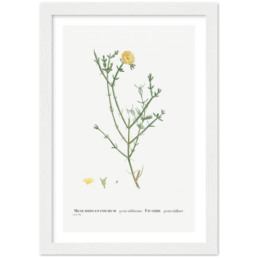 Framed Carpetweed Botanical Poster