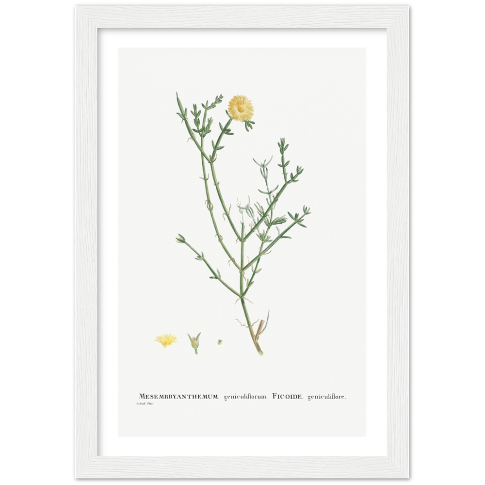 Framed Carpetweed Botanical Poster